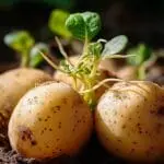 Die 1-Zentimeter-Regel: Wann keimende Kartoffeln wirklich gefährlich werden